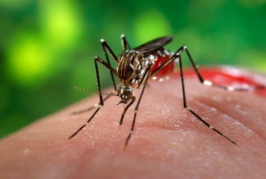 World Mosquito Day 2021 – 20th August 2021