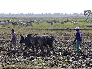 Mosquito Nets Increase Agricultural Productivity