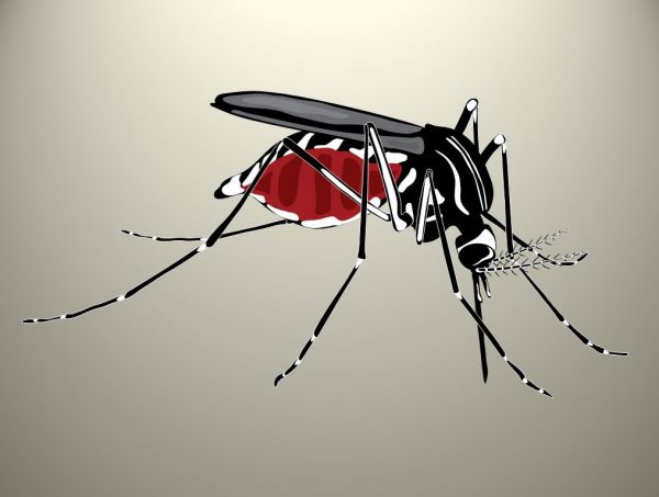 World Mosquito Day 2020