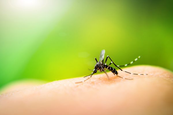 New Online Course Launched on the Control of Vector Borne Diseases